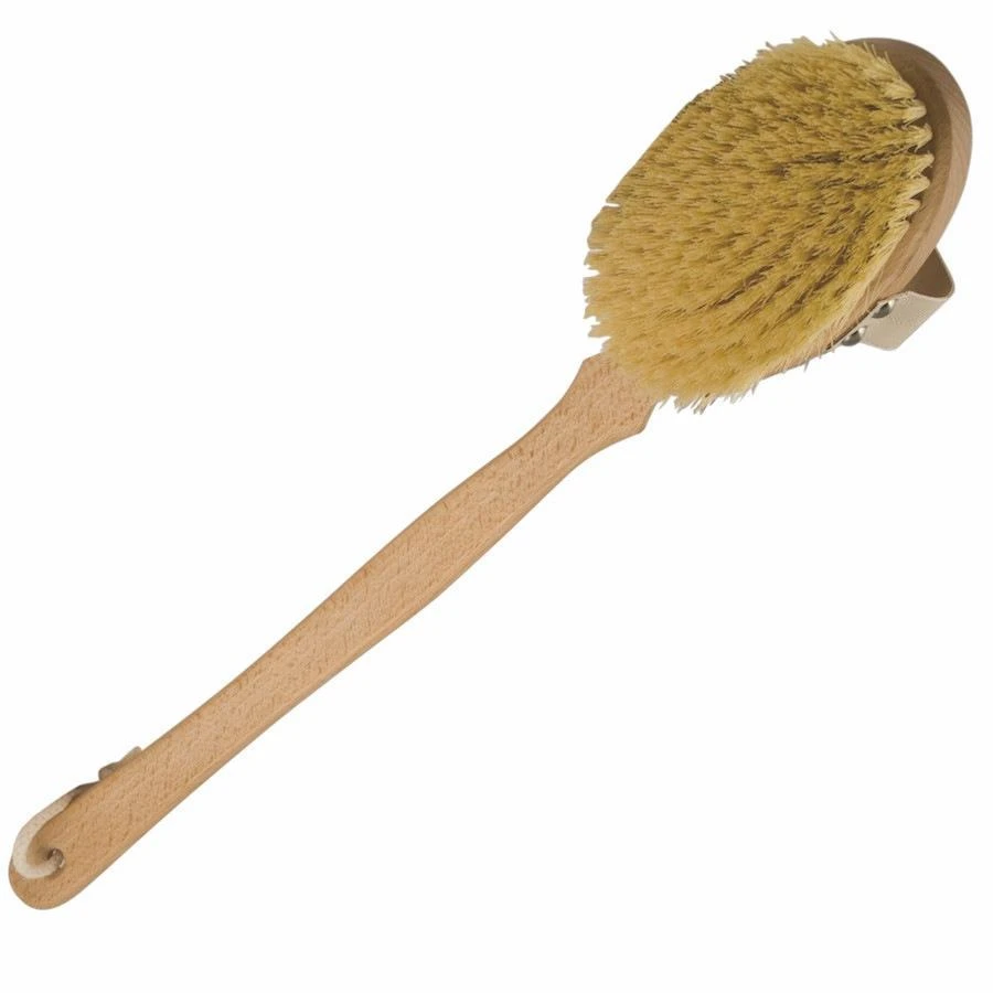 Beechwood Cactus Bristle